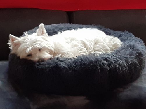 Customer photo review of Lit Apaisant Comfy® |  Pour Chien et Chat