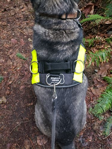 Customer photo review of World's Best Dog Harness