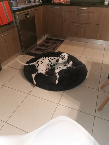 Customer photo review of Lit Apaisant Comfy® |  Pour Chien et Chat
