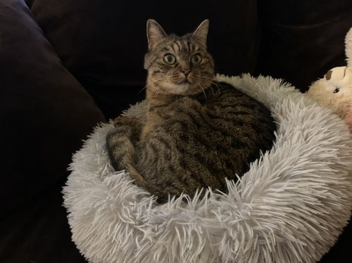 Customer photo review of Lit Apaisant Comfy® |  Pour Chien et Chat
