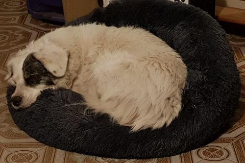Customer photo review of Lit Apaisant Comfy® |  Pour Chien et Chat
