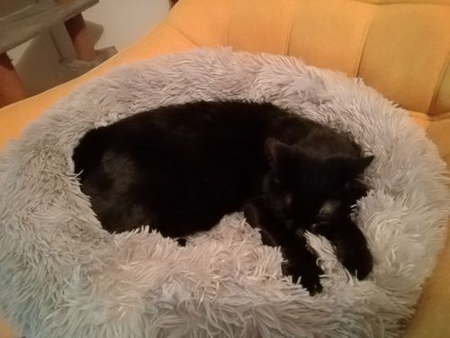 Customer photo review of Lit Apaisant Comfy® |  Pour Chien et Chat
