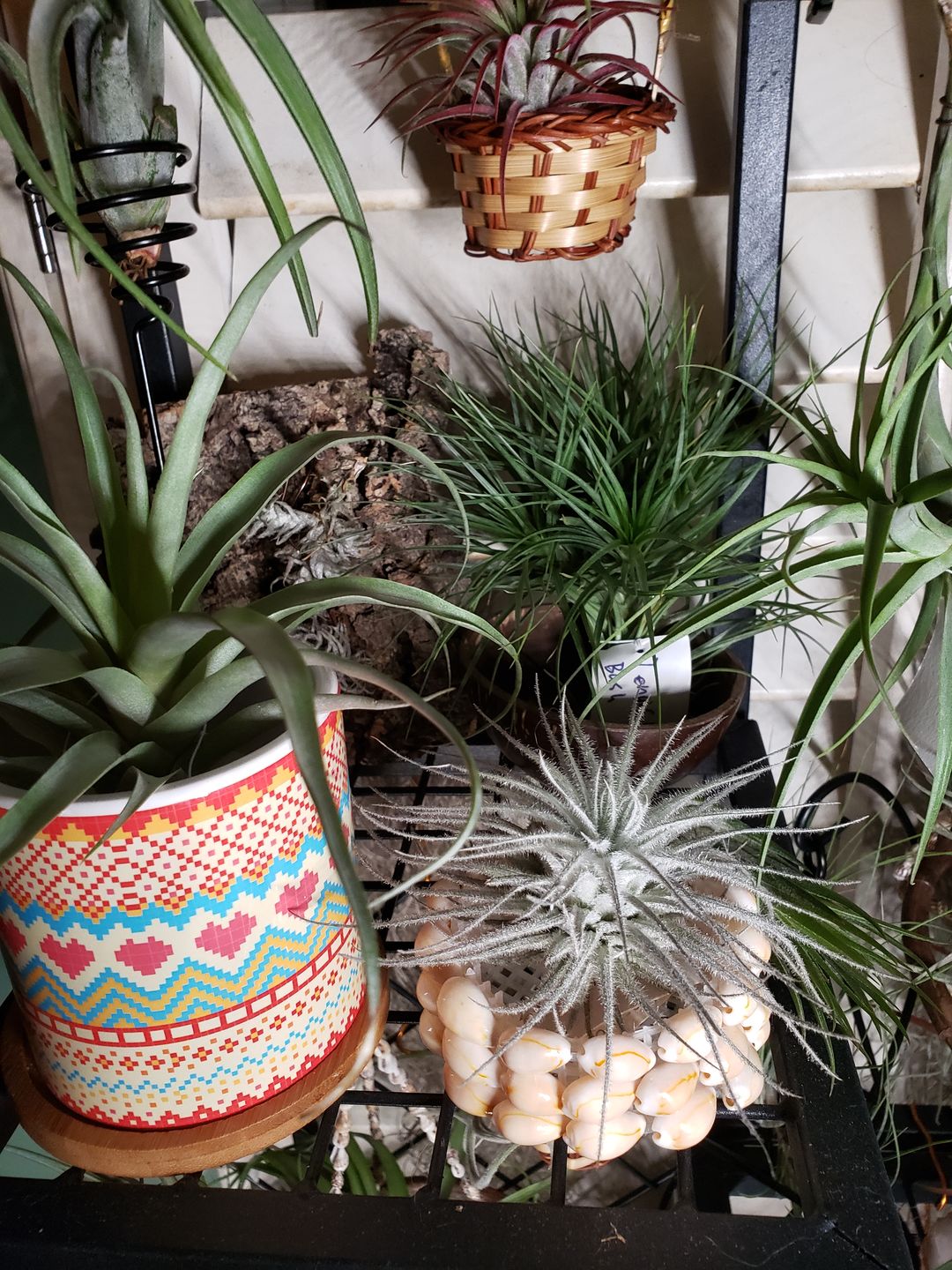 Customer photo review of Heavy Gauge Tall Wire Air Plant Holder