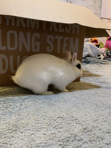 Customer photo review of 50/50 Hay Box