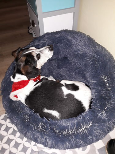 Customer photo review of Lit Apaisant Comfy® |  Pour Chien et Chat