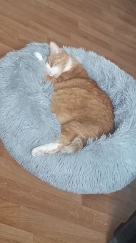 Customer photo review of Lit Apaisant Comfy® |  Pour Chien et Chat