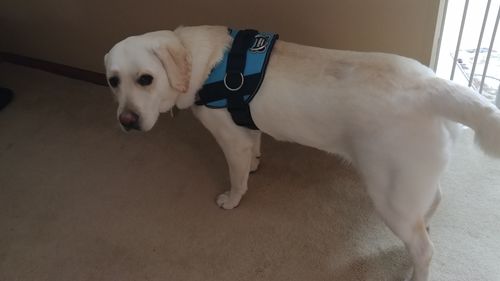 Customer photo review of Teal Dog Harness