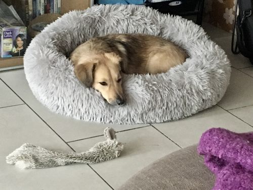 Customer photo review of Lit Apaisant Comfy® |  Pour Chien et Chat