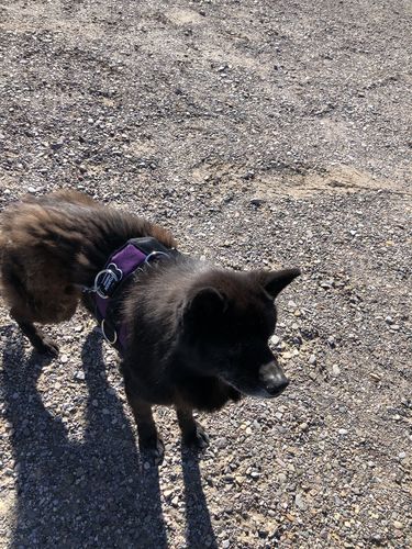 Customer photo review of World's Best Dog Harness