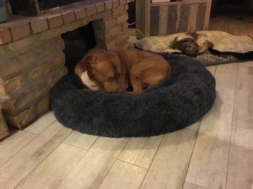 Customer photo review of Lit Apaisant Comfy® |  Pour Chien et Chat