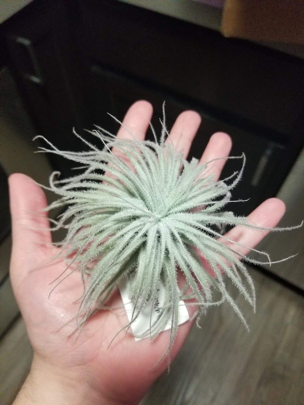 Customer photo review of Tectorum Ecuador  (AKA Snowball)