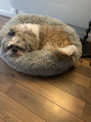 Customer photo review of Lit Apaisant Comfy® |  Pour Chien et Chat