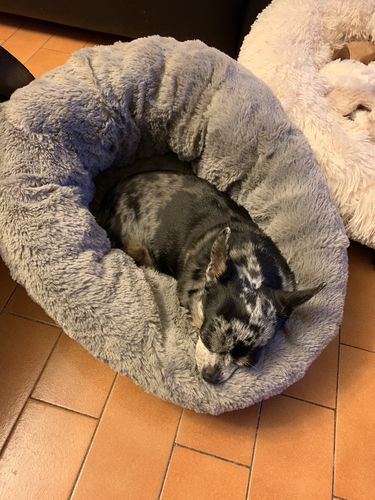 Customer photo review of Lit Apaisant Comfy® |  Pour Chien et Chat