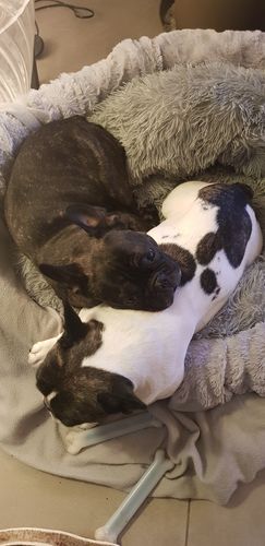 Customer photo review of Lit Apaisant Comfy® |  Pour Chien et Chat