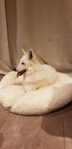 Customer photo review of Lit Apaisant Comfy® |  Pour Chien et Chat