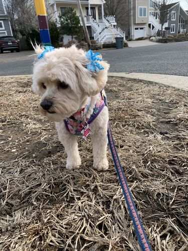 Customer photo review of Purple Rose harness