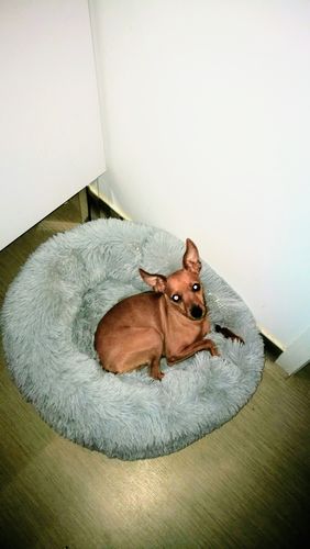 Customer photo review of Lit Apaisant Comfy® |  Pour Chien et Chat