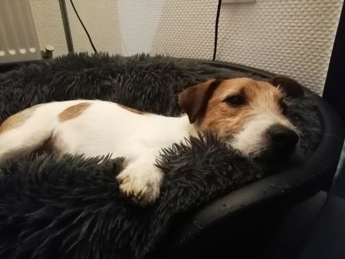 Customer photo review of Lit Apaisant Comfy® |  Pour Chien et Chat
