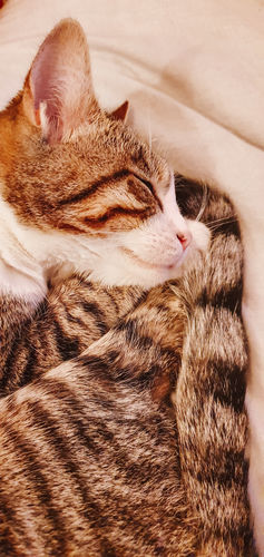 Customer photo review of PEANUT