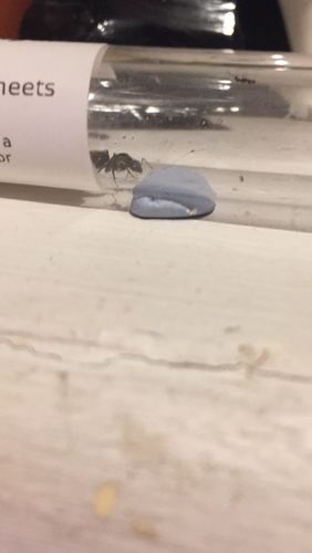 Customer photo review of Lasius niger colony