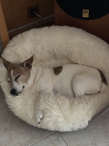Customer photo review of Lit Apaisant Comfy® |  Pour Chien et Chat