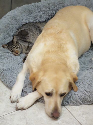 Customer photo review of Lit Apaisant Comfy® |  Pour Chien et Chat