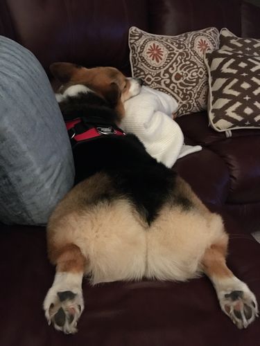 Customer photo review of World's Best Dog Harness