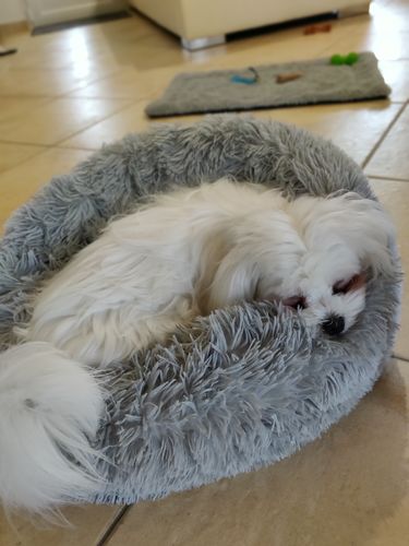 Customer photo review of Lit Apaisant Comfy® |  Pour Chien et Chat