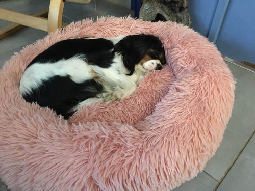 Customer photo review of Lit Apaisant Comfy® |  Pour Chien et Chat