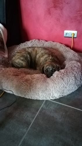 Customer photo review of Lit Apaisant Comfy® |  Pour Chien et Chat