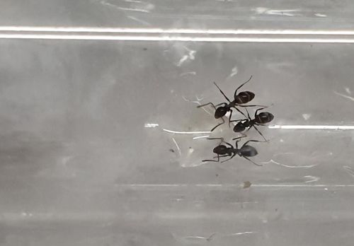Customer photo review of Lasius niger colony