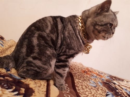 cuban link cat collar