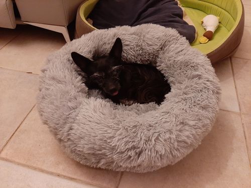 Customer photo review of Lit Apaisant Comfy® |  Pour Chien et Chat