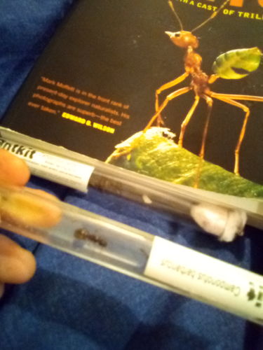 Customer photo review of Camponotus barbaricus colony