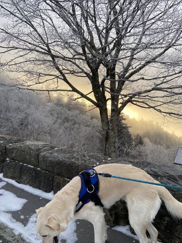 Customer photo review of World's Best Dog Harness