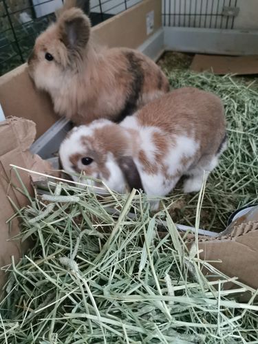 Customer photo review of Timothy Hay Box
