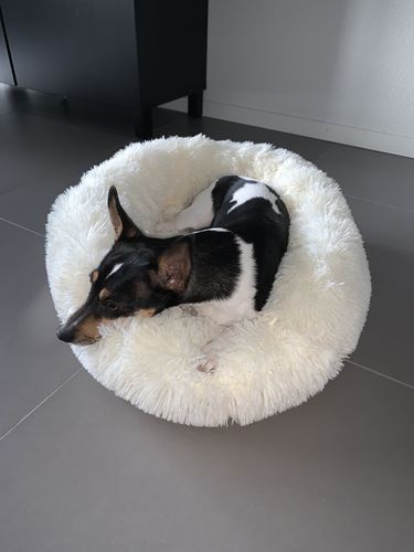 Customer photo review of Lit Apaisant Comfy® |  Pour Chien et Chat