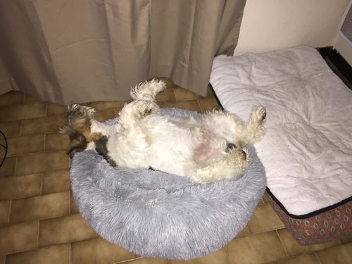 Customer photo review of Lit Apaisant Comfy® |  Pour Chien et Chat