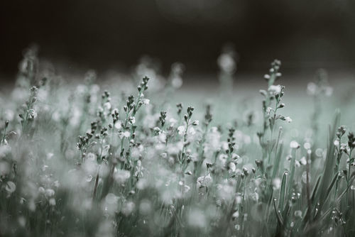 Customer photo review of MANDARIN LIGHTROOM PRESETS