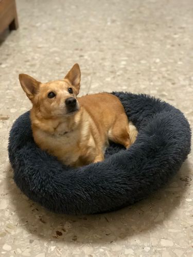 Customer photo review of Lit Apaisant Comfy® |  Pour Chien et Chat