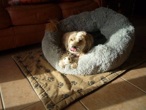 Customer photo review of Lit Apaisant Comfy® |  Pour Chien et Chat