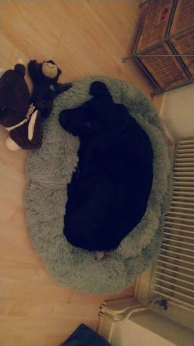 Customer photo review of Lit Apaisant Comfy® |  Pour Chien et Chat