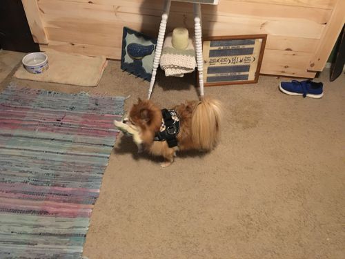 Customer photo review of World's Best Dog Harness