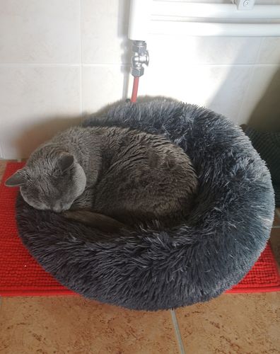 Customer photo review of Lit Apaisant Comfy® |  Pour Chien et Chat