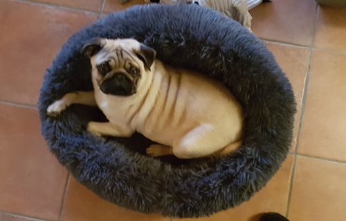 Customer photo review of Lit Apaisant Comfy® |  Pour Chien et Chat