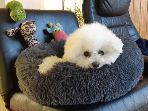 Customer photo review of Lit Apaisant Comfy® |  Pour Chien et Chat