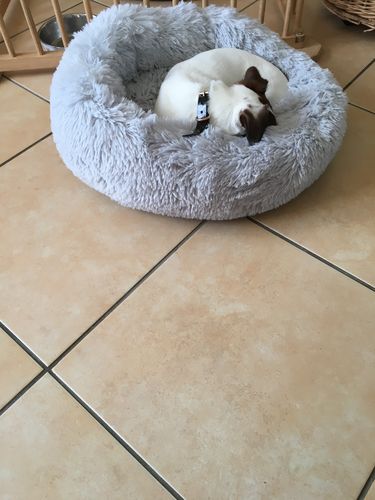 Customer photo review of Lit Apaisant Comfy® |  Pour Chien et Chat