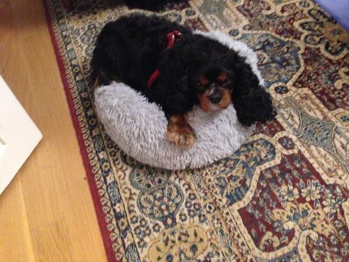 Customer photo review of Lit Apaisant Comfy® |  Pour Chien et Chat