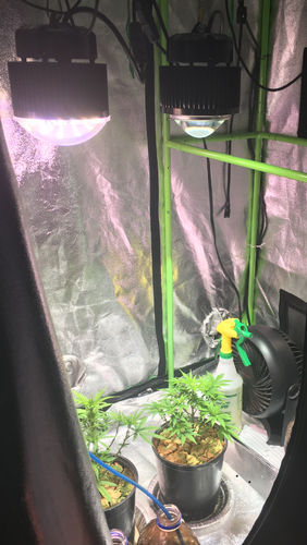 Customer photo review of OPTIC 1 VEG COB LED GROW LIGHT 54W 5000k COB