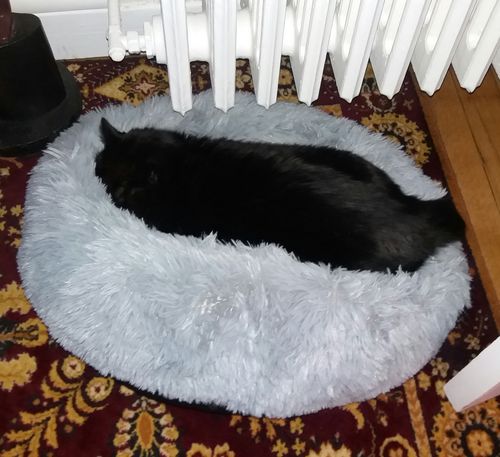 Customer photo review of Lit Apaisant Comfy® |  Pour Chien et Chat